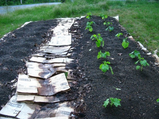 Садовые дорожки из картона