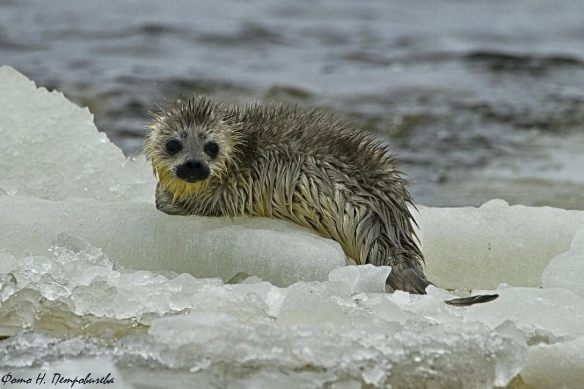 Очевидцы спасли нерпенка, которого прибило к берегу на льдине в Ленобласти - tvspb.ru