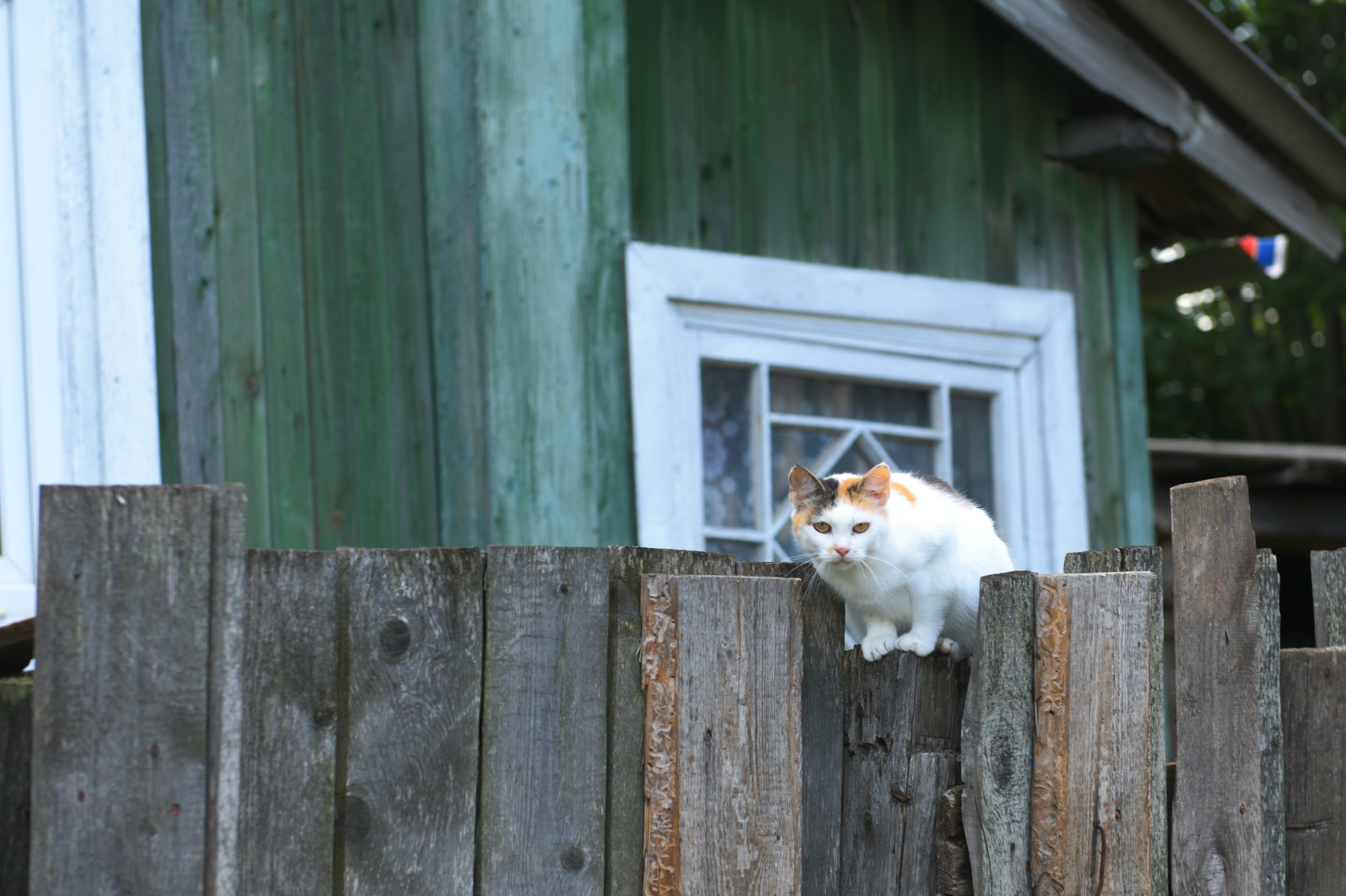 Без кота в селе никуда