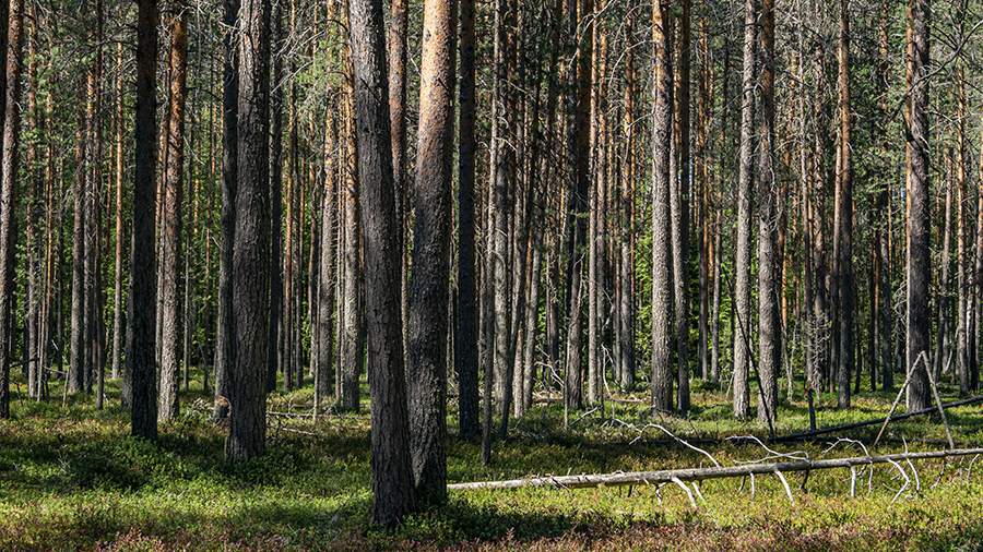 В какой лес можно. Леса Татарстана.