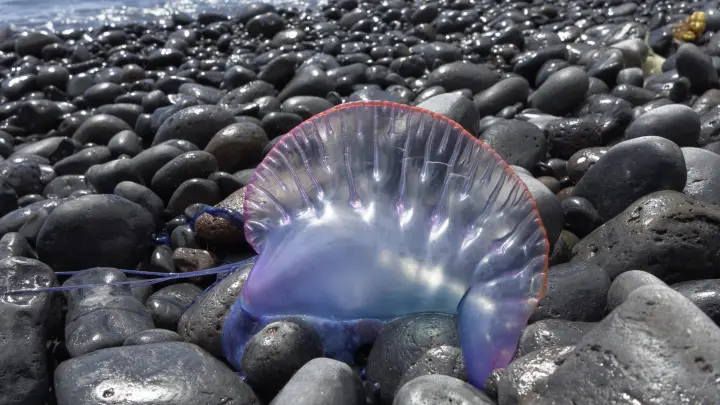 SHOT: Русский турист пострадал от ядовитой медузы на Сейшелах