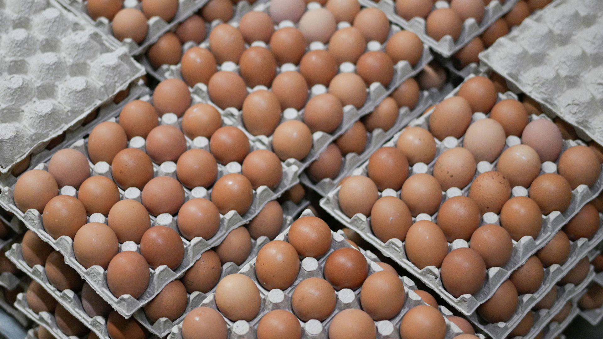 Меры правительства и импортные поставки улучшили ситуацию с яйцами