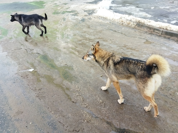 В Энгельсе бродячая собака укусила ребёнка