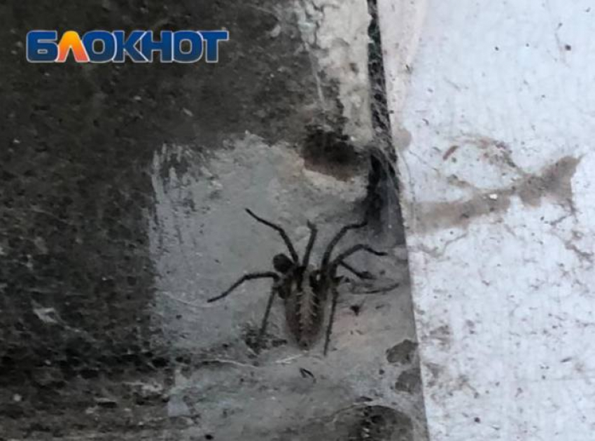 Поселившийся под окнами паук-охотник напугал волгоградку 