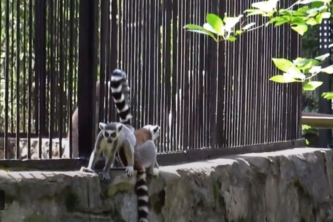 В новосибирском зоопарке в клетках некоторых животных. Зоопарк перенести. Зоопарк новосибирск животные. Новосибирский зоопарк лемуры. Зоопарк в поселке березняки.