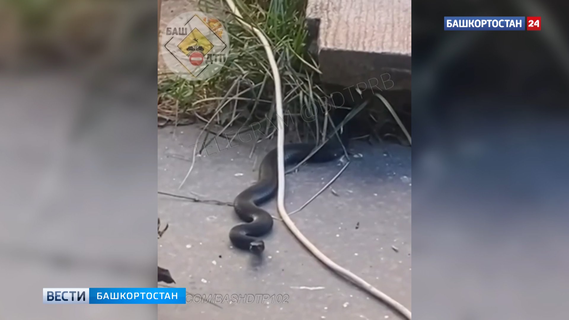 Ядовитые змеи в башкирии