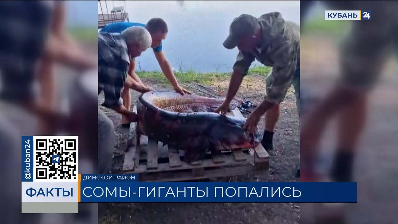 Сома весом 65,5 кг выловил рыбак в Динском районе