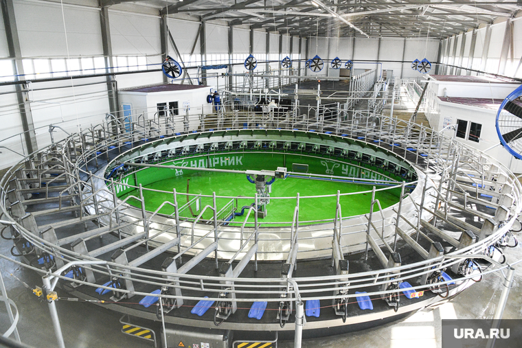 Молочная ферма ООО «Ударник». Екатеринбург, карусель для коров, доильный аппарат, молочная ферма ударник