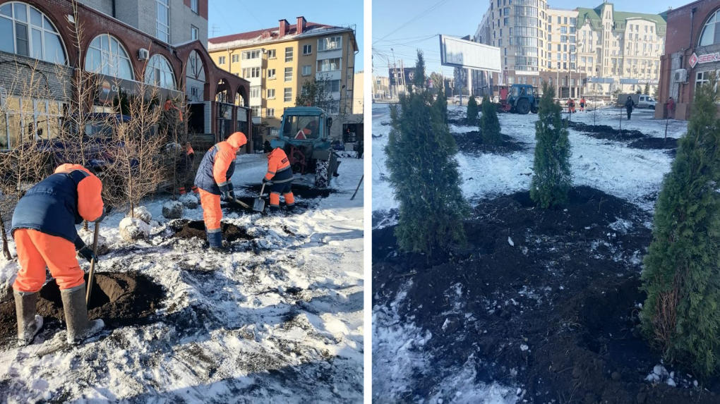 В мэрии Омска прокомментировали вырубку деревьев на улице Масленникова