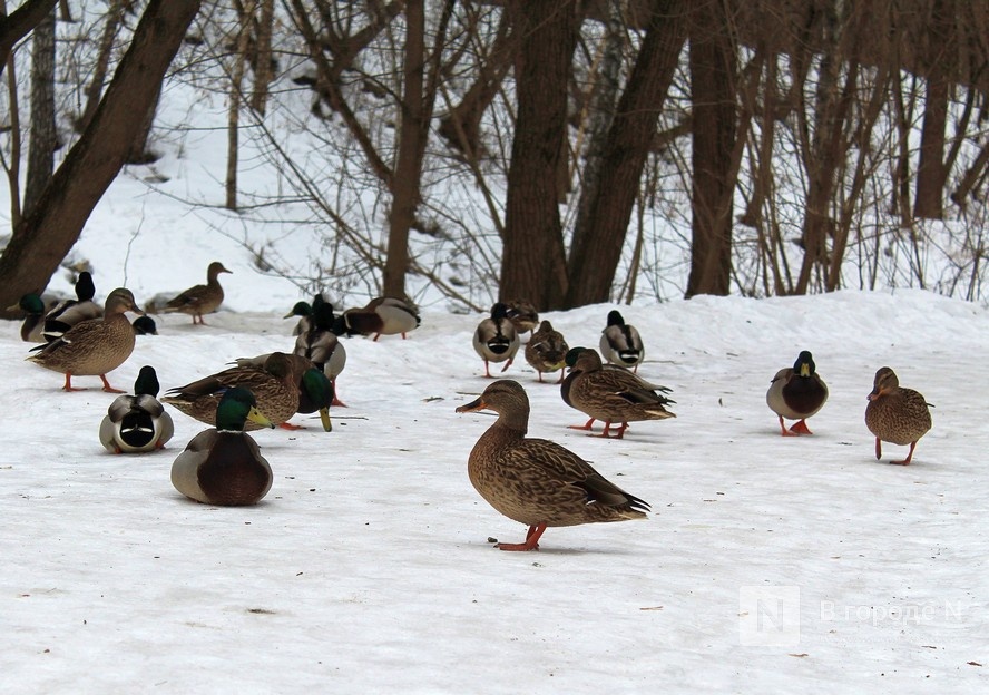 утенок в руках. утки в казани зимой. дикая утка кряква. колпино городские утки. саратов горпарк утки.