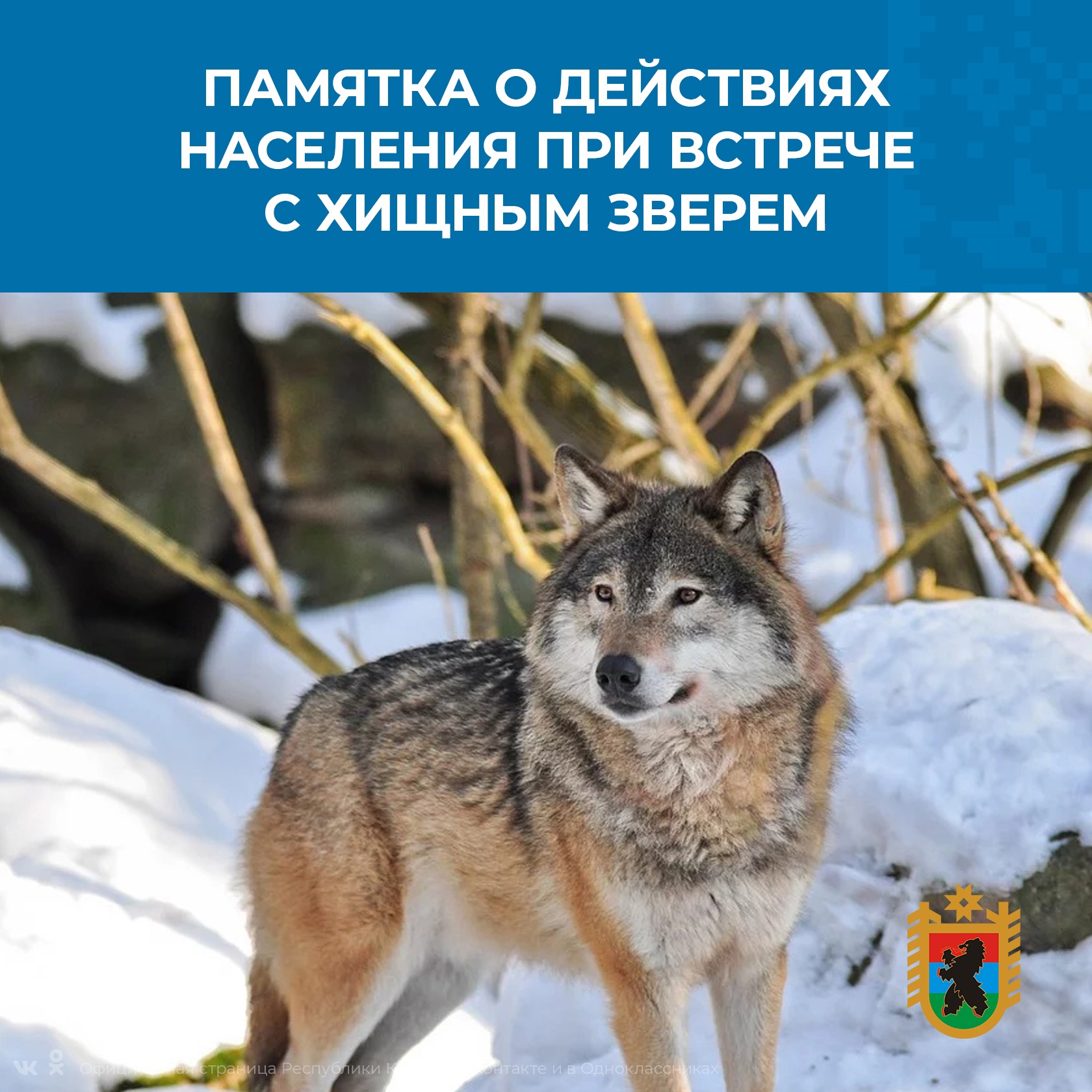 Охота на волка в карелии. Карпатский волк. Волк Забайкалья.