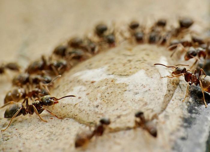 Учёные ответили на вопрос, сколько в мире муравьёв