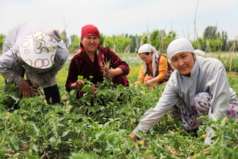 Хозяйство киргизии. Сельское хозяйство Киргизии. Мигранты в сельском хозяйстве. Земледелие Киргизия.