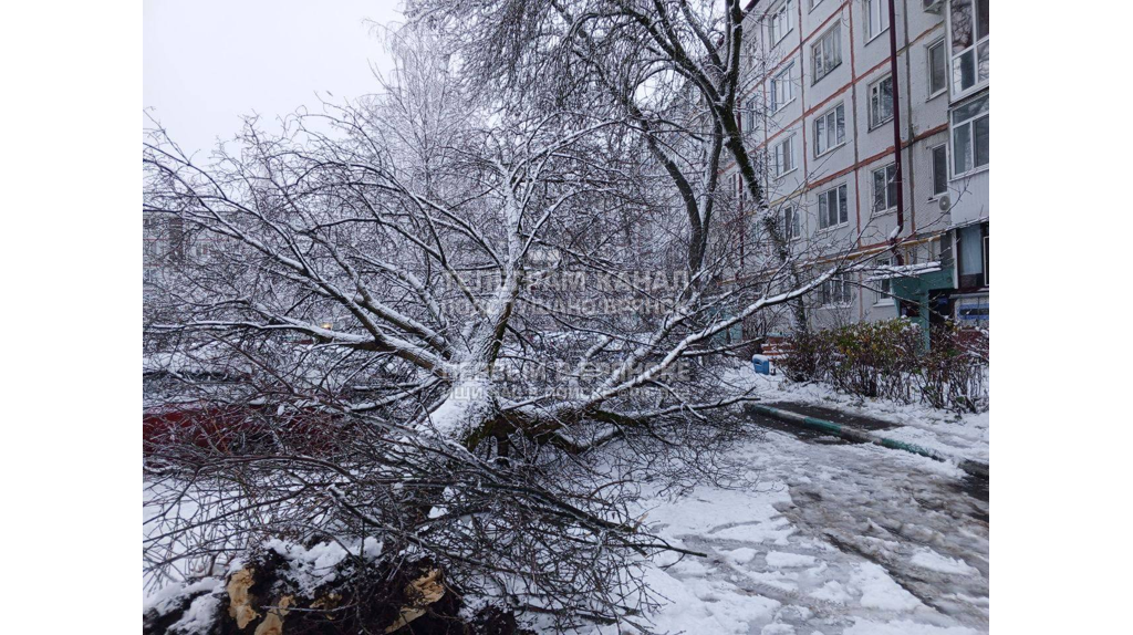 Упавшие деревья: брянцы делятся фотографиями последствий снегопада