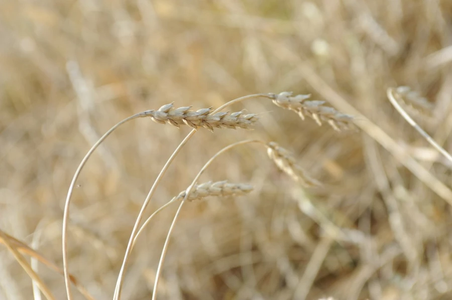 Поля. Алтайский край. Сельское хозяйство. Урожай. Пшеница.