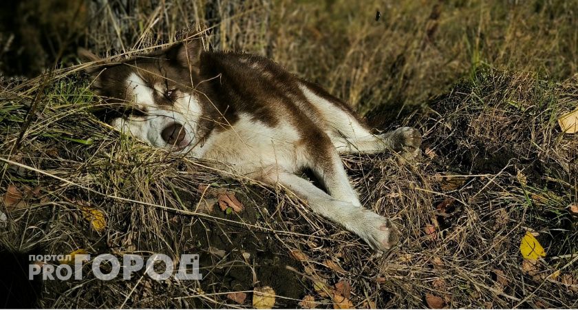 В Сыктывкаре бездомные собаки напали на детей