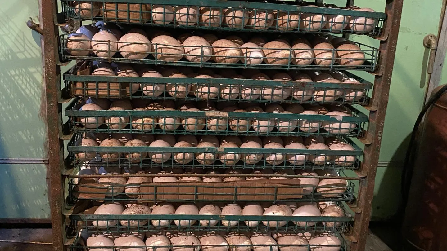 экоферма богдановка. экологическая ферма. ферма чехов. миниферма пронино чеховский. деревня алферово чеховский район гусиная ферма.