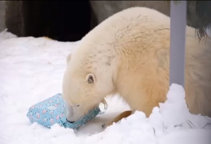 Особенности празднования в зоопарке