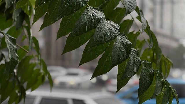 Осадки в Краснодаре не прекратятся: город накроет сильный дождь. Фото: телеканал «Краснодар»