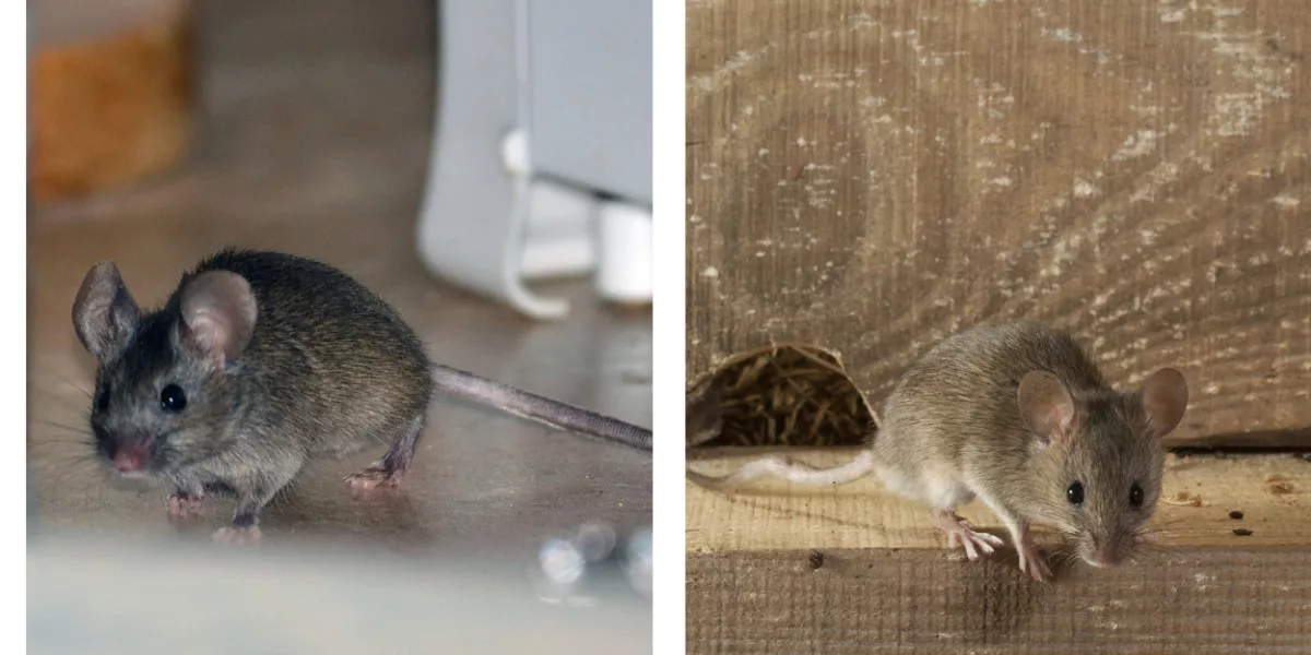 Мыши. Мышь с мышатами. Мышь в мышеловке. Мышеловка от мышей.