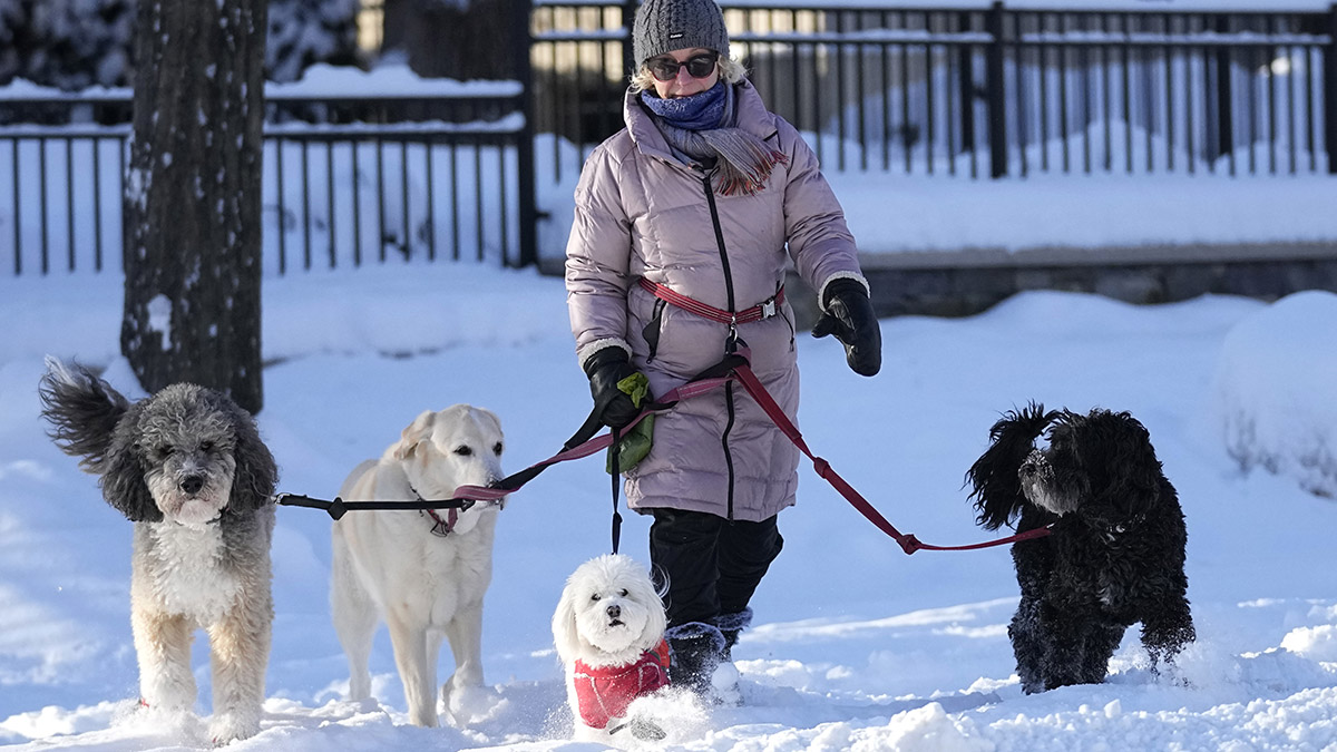 Выгул собак