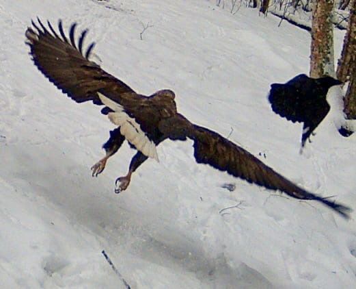 Гонять ворон. Музей орлана белохвоста в Нечкино. Орлан белохвост Ульяновская область. Белоголовый орёл нападает камера. Хищная птица с красным зобом.