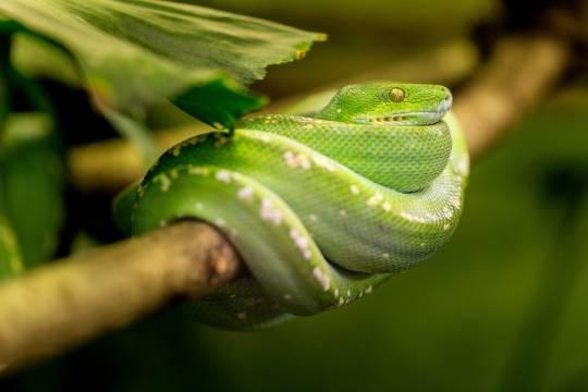 Моралисты не советуют дарить коллегам статуэтку змеи на Новый год