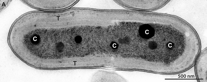 Рис. 1. Электронная микрофотография цианобактерии Synechococcus elongatus