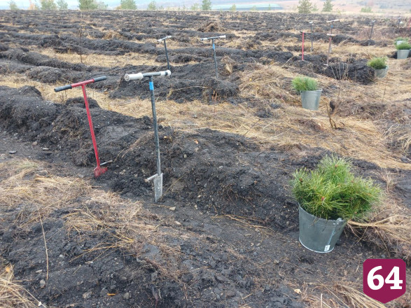 Осенью в Саратовской области высадят 3 миллиона сеянцев 