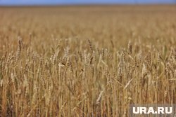 «Зерновая сделка» будет возобновлена