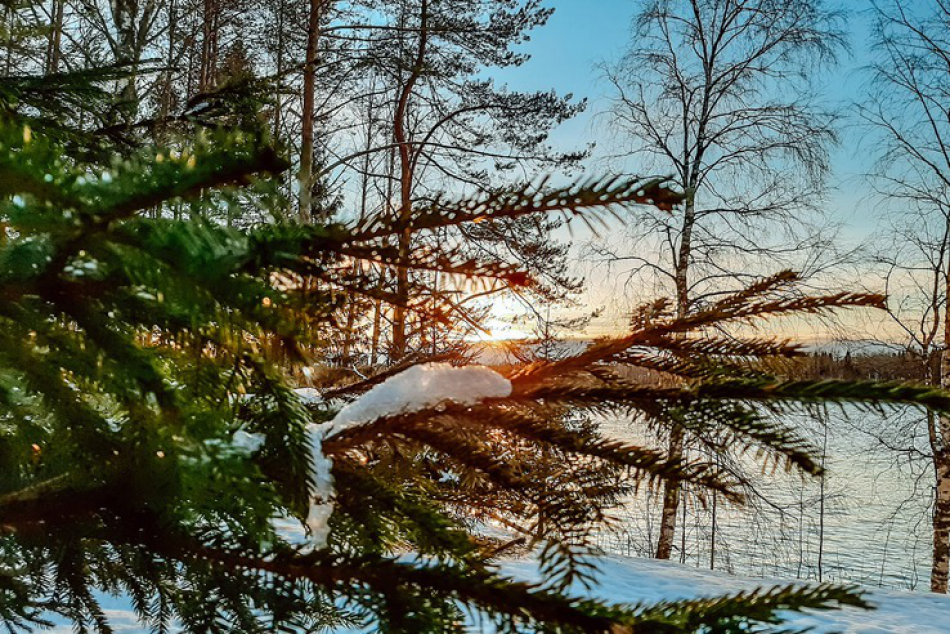 Петербуржцам рассказали, как законно и бесплатно срубить елку на Новый год 