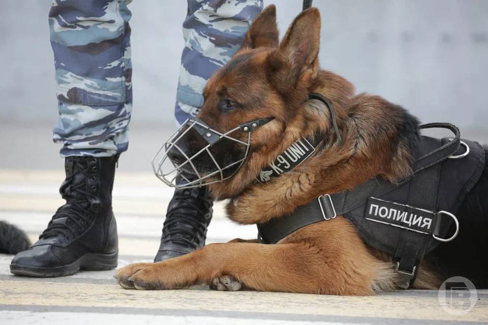 В Волгограде задержана 19-летняя пособница мошенников
