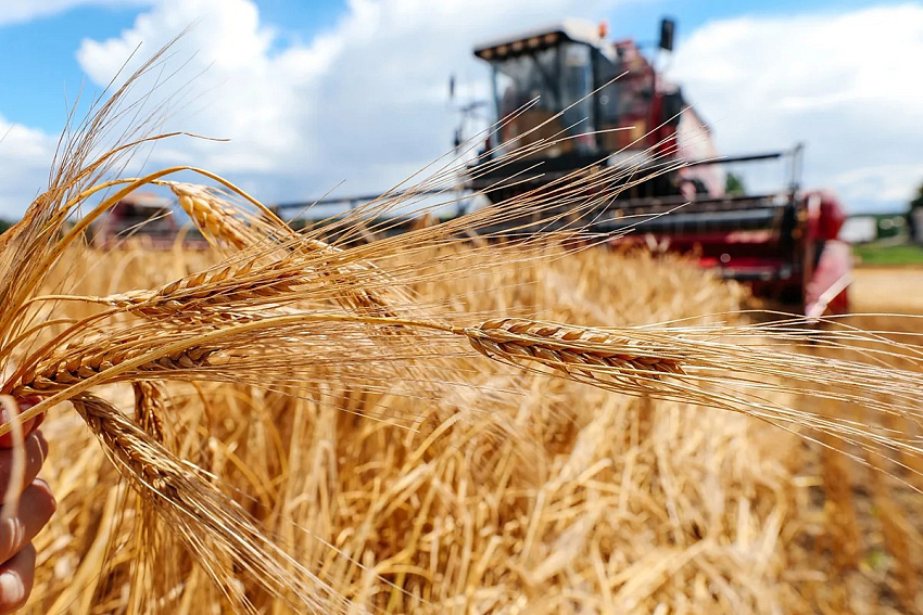 В Беларуси намолотили 9,5 млн тонн зерна