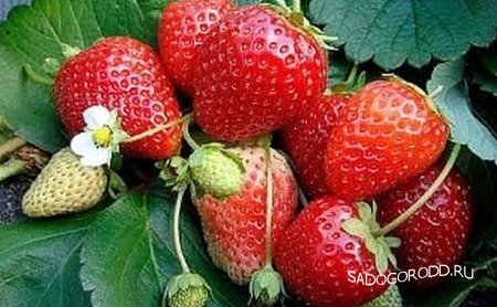 Выращивание садовой земляники