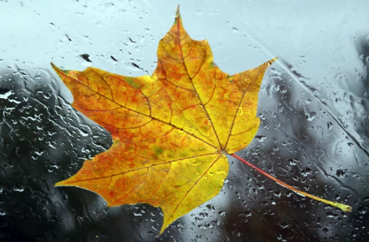 осень листья. осенние капли дождя. листья желтые дождь. осень дождь. осенний дождь.