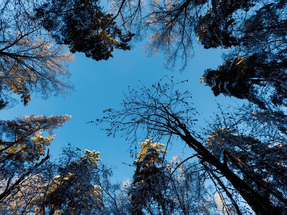 Подмосковье станет тропиками? Как меняется климат и что ждет, по прогнозу