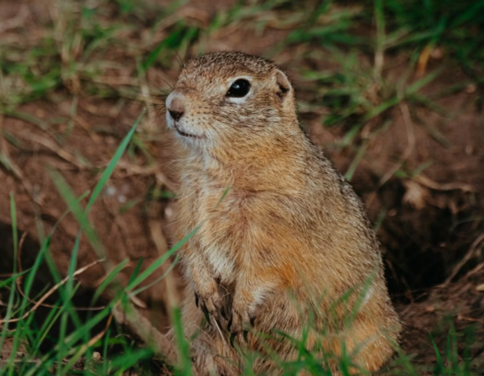 Археологи обнаружили благодаря сусликам в Туве древний металлургический комплекс