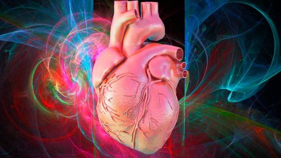 Тайна пересаженного сердца: может ли орган помнить?