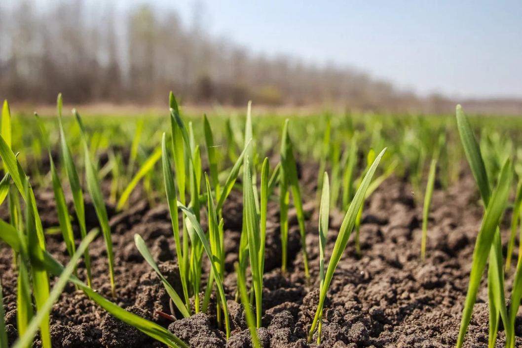 ростки пшеницы. первые всходы пшеницы. всходы зерновых. всходы зерновых. озимь всходы пшеницы посеянные.