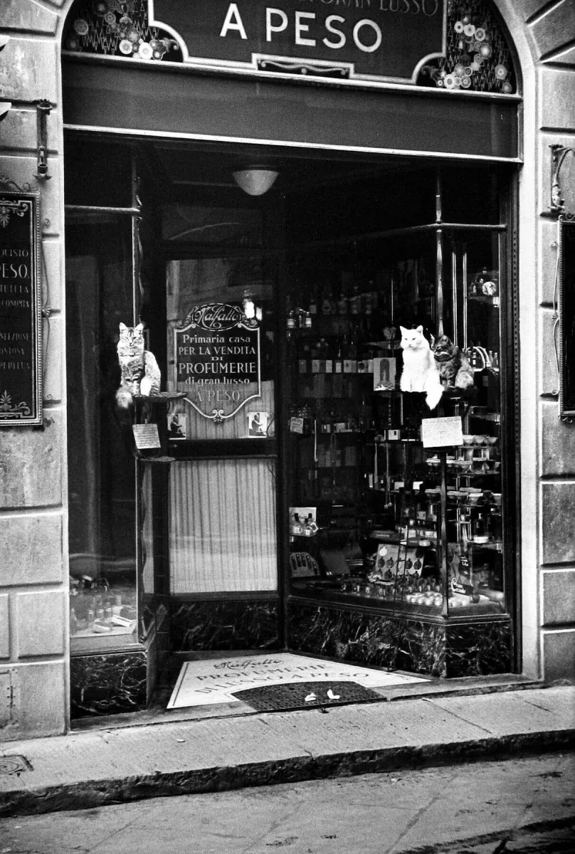 Кошки у входа в парфюмерный магазин, Флоренция, Италия, 1933 г. Фотограф Альфред Эйзенштадт.