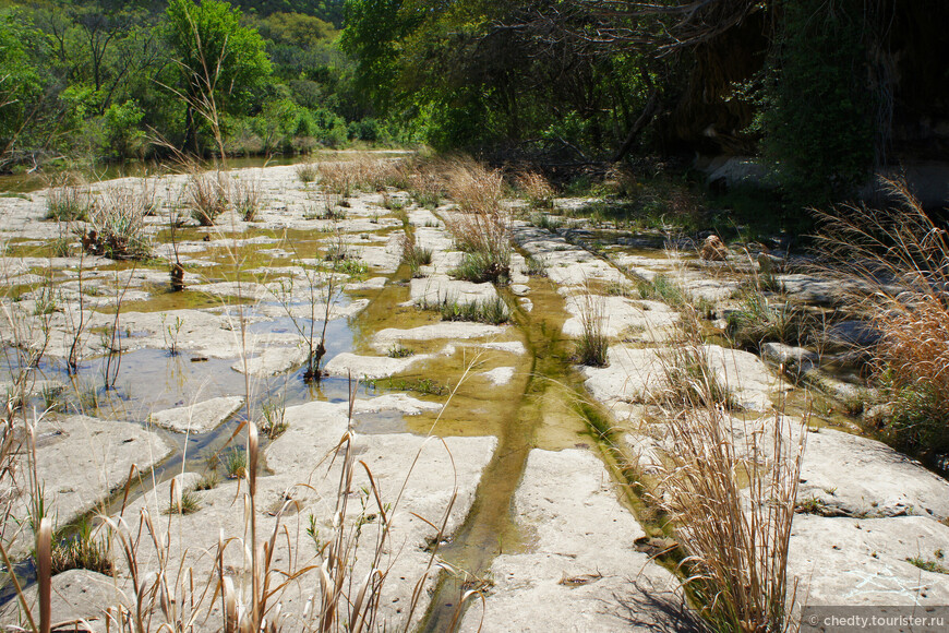 Жизнь на опушке леса