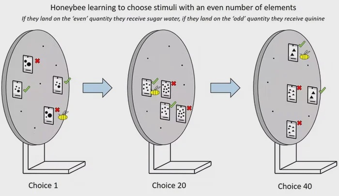 Иллюстрация того, как исследователи обучали пчел ассоциировать 