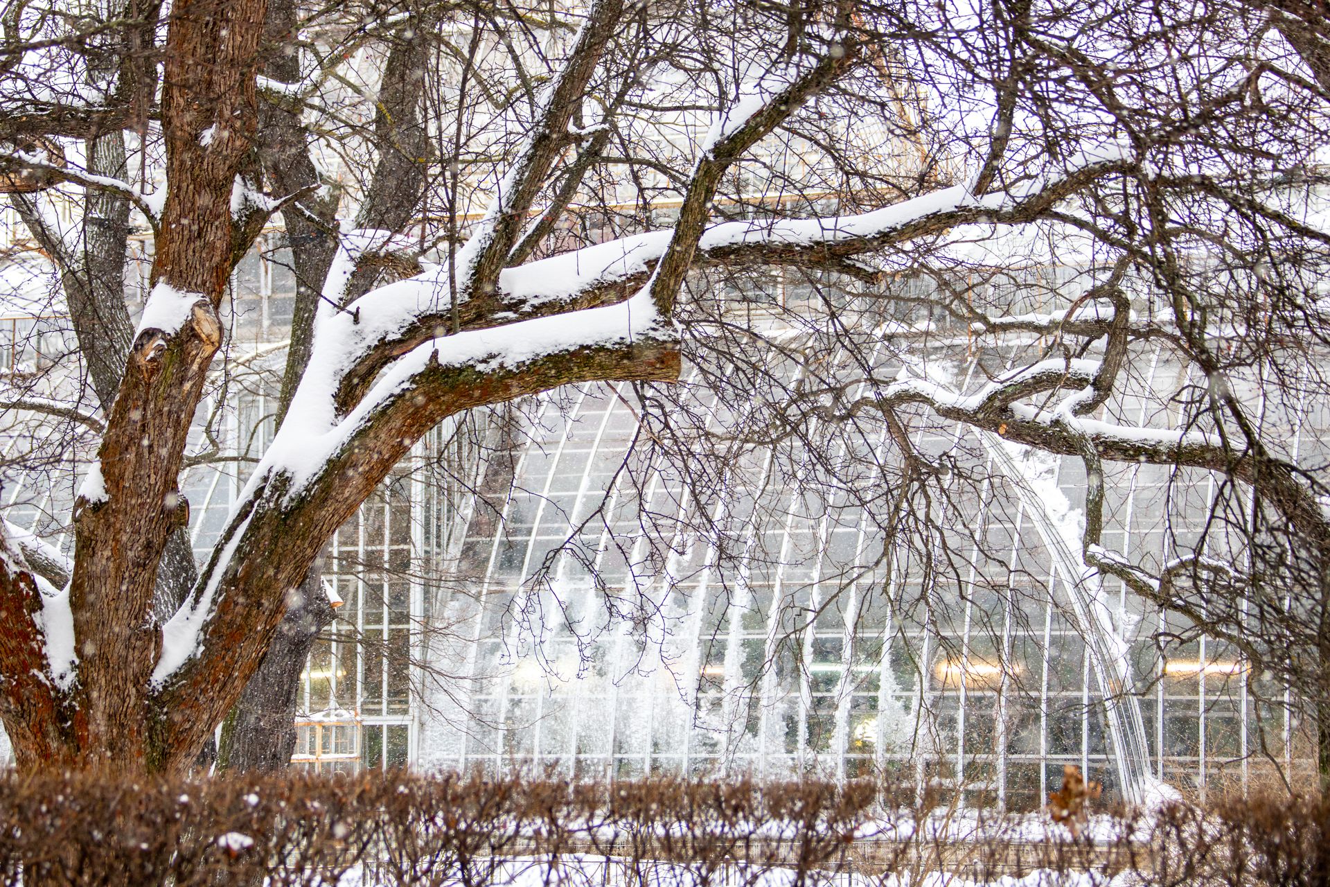 ботанический сад в санкт петербурге зимой