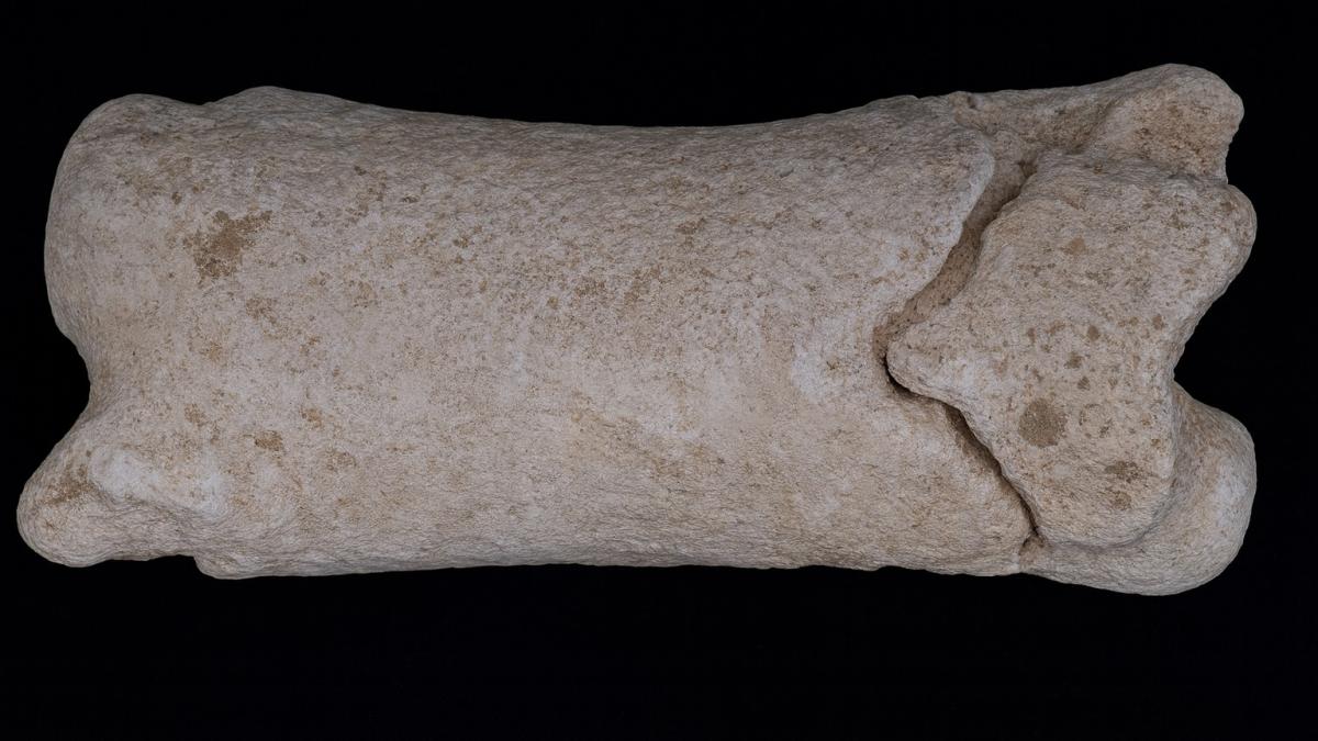 Окаменелая кость