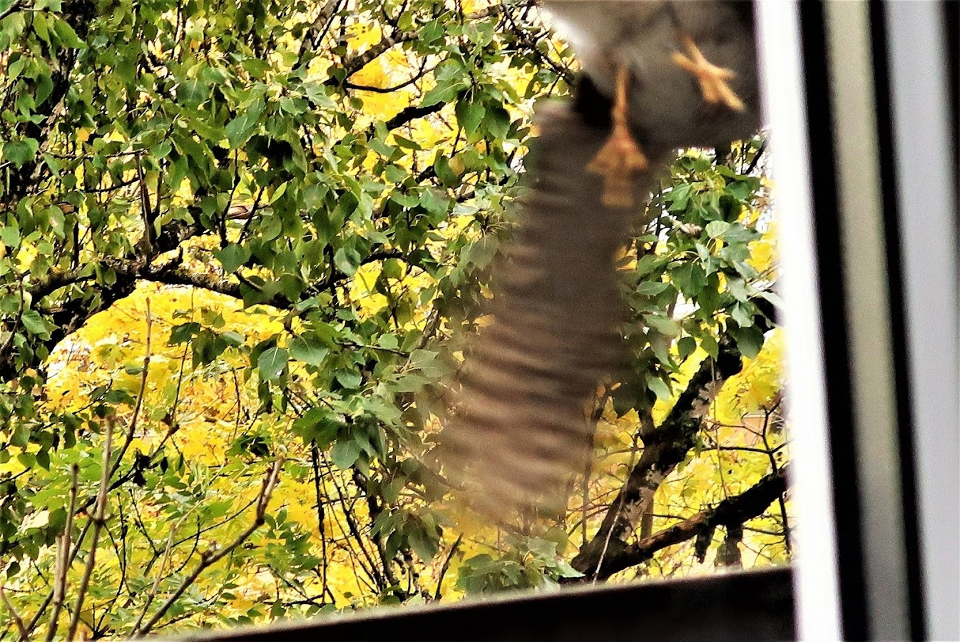 К чему на балкон прилетел. Птица закрыла камеру. Ползти по Гряде фото. Из окна из окна видишь ты.