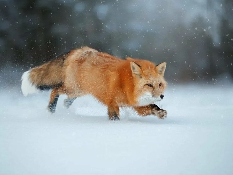 В Башкирии предложили премировать охотников, которые добывают лисиц и волков