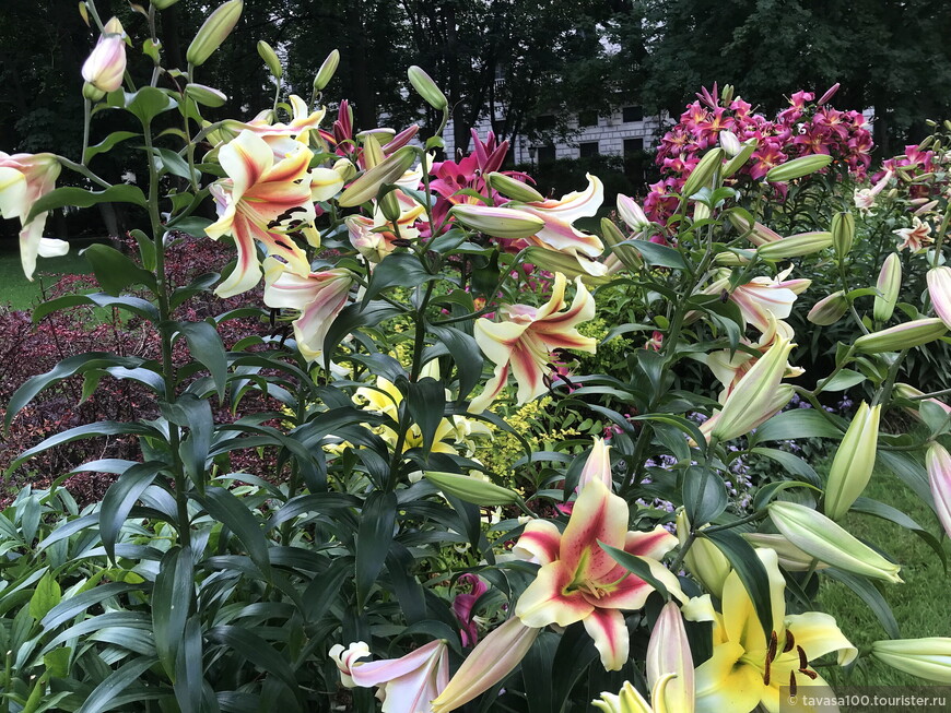 От Аничкова сада до улицы Росси