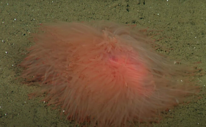 Подводный исследовательский робот обнаружил на дне Калифорнийского залива живые «помпоны»