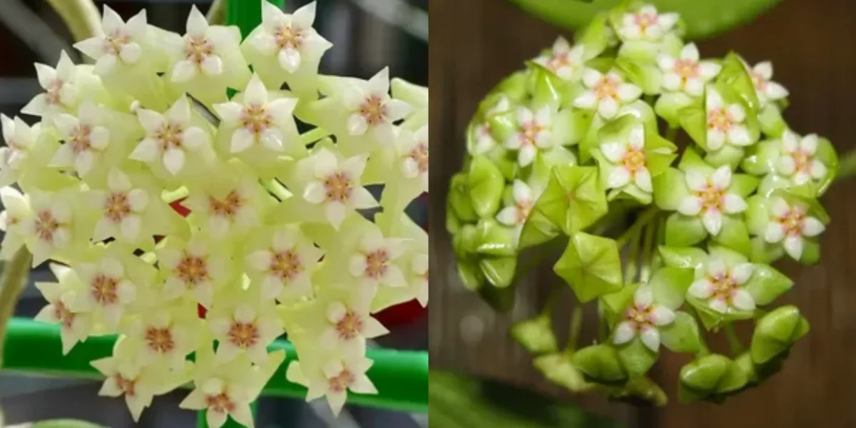 Hoya Amrita Pink