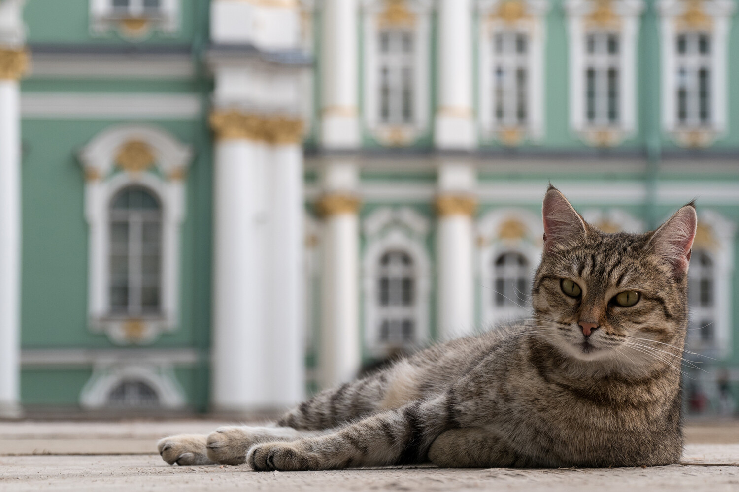 Кошки в санкт петербурге. Коты Эрмитажа. Эрмитажный кот. Петербургские эрмитажные коты. Эрмики коты Эрмитажа.